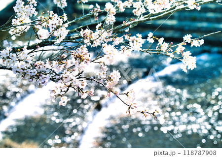 うぐい川(鮎河の千本桜)2023年春 118787908