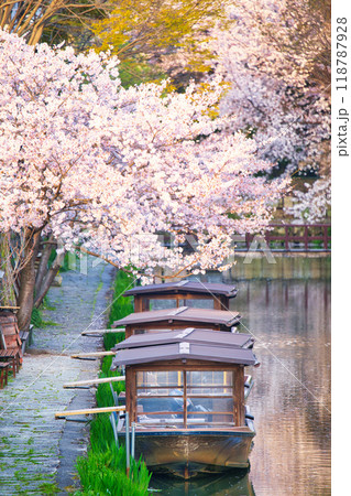 八幡堀の桜咲く季節2023 118787928