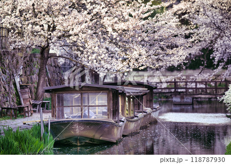 八幡堀の桜咲く季節2023 118787930