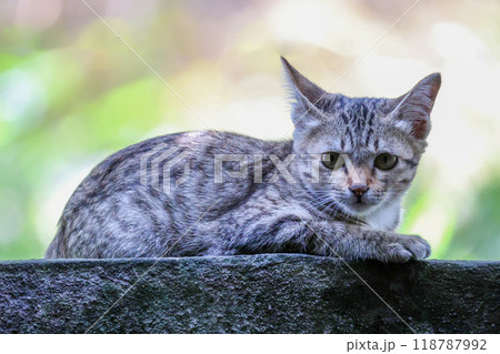 Close up gray cat house is want to sleep on the old wall near the garden at thailand Close up gray cat house is want to sleep on the old wall near the garden at thailand 118787992