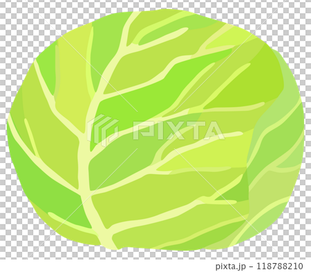 シンプルなキャベツのイラスト ベクター素材 118788210