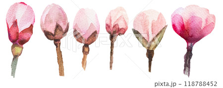 Watercolor light pink cherry flower buds isolated illustration, Sakura floral wedding element 118788452