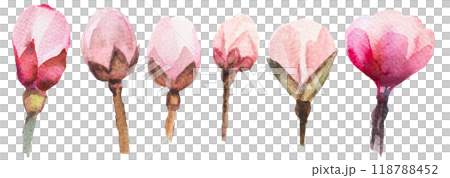 Watercolor light pink cherry flower buds isolated illustration, Sakura floral wedding element 118788452