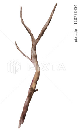 Watercolor brown defoliated tree branch, Rustic or Boho Wedding isolated illustration 118788454