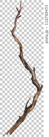 Watercolor brown defoliated tree branch, Rustic or Boho Wedding isolated illustration Watercolor brown defoliated tree branch, Rustic or Boho Wedding isolated illustration 118788455
