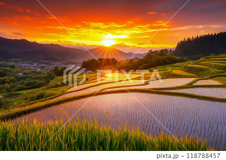 菜の花畑と合掌造り集落 118788457