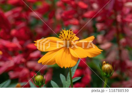 サルビアの赤い花壇をバックに咲く黄色いコスモス 118788530