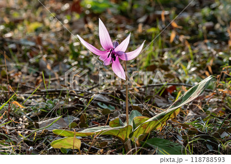 逆光に薄紫に透き通ったカタクリの花 118788593