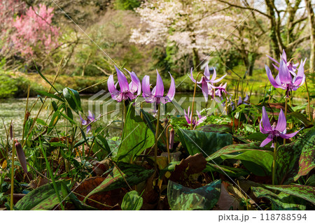 池と桜を遠景にしたカタクリの群生 118788594