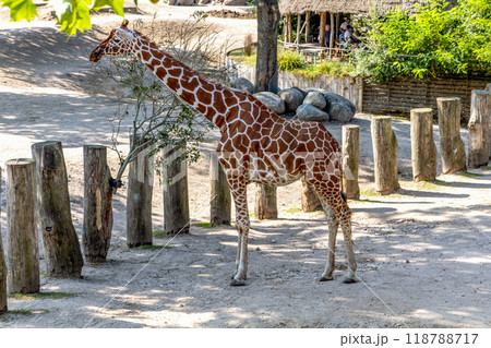 Beautiful tall giraffe walking on a sunny day Beautiful tall giraffe walking on a sunny day 118788717