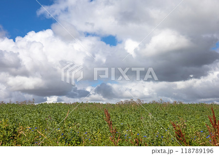 Natural landscape. Green field and gray-white clouds in the sky. 118789196