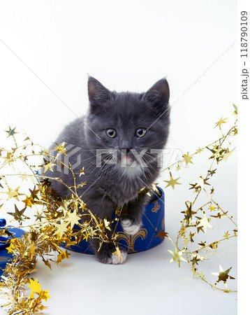 Grey Christmas kitten. 118790109