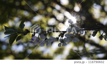Cherry blossom on sunny day 118790602