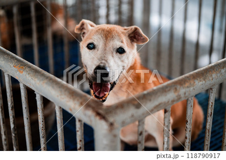 Happy senior dog in a shelter cage looking for a loving home during midday light 118790917