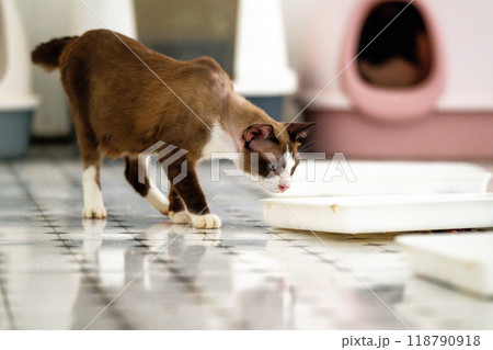 A curious cat exploring a shelter environment in the afternoon, searching for food and companionship near its litter box area 118790918
