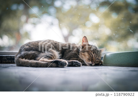 A tabby cat peacefully sleeping indoors near a food bowl, surrounded by a serene outdoor view on a sunny day A tabby cat peacefully sleeping indoors near a food bowl, surrounded by a serene outdoor view on a sunny day 118790922