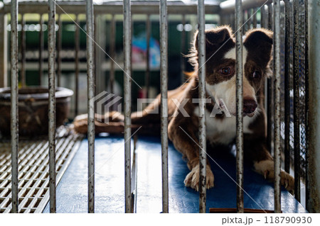 A brown and white dog rests in a cage at an animal shelter during the day, looking through bars with a hopeful expression A brown and white dog rests in a cage at an animal shelter during the day, looking through bars with a hopeful expression 118790930