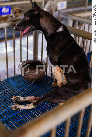 A black and tan dog rests quietly on a blue platform in a shelter, waiting for a loving home during the afternoon A black and tan dog rests quietly on a blue platform in a shelter, waiting for a loving home during the afternoon 118790939