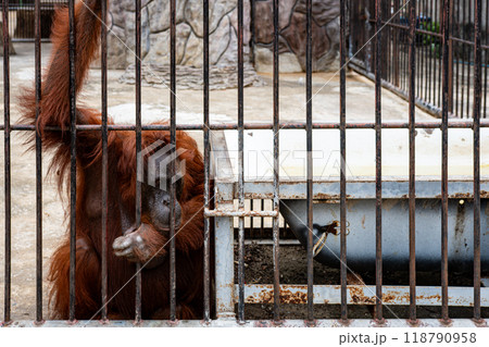 Orangutan resting inside a cage at a local zoo during the afternoon, showcasing its contemplative behavior in a confined space 118790958