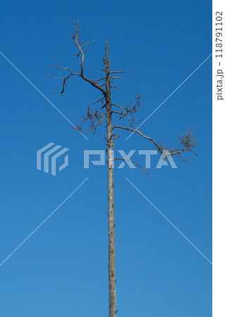 Tall barren tree against blue sky as climate symbol Tall barren tree against blue sky as climate symbol 118791102