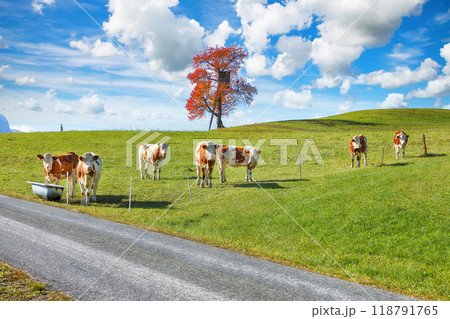 Amazing view of Alpine green fields and cows at meadow near Abtenau village at autumn sunny day. Amazing view of Alpine green fields and cows at meadow near Abtenau village at autumn sunny day. 118791765