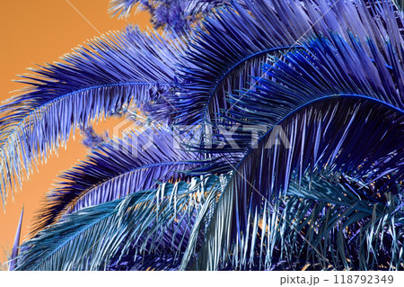 Palm Tree Leaves Against The Sky, Juicy Tropical Background 118792349