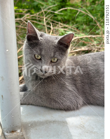 Gray funny shorthair cat lounges on a sunlit ledge, gazing thoughtfully into the distance. Pet, calm and contemplation in a tranquil outdoor setting Gray funny shorthair cat lounges on a sunlit ledge, gazing thoughtfully into the distance. Pet, calm and contemplation in a tranquil outdoor setting 118792551
