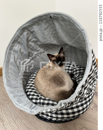 Cozy Siamese cat peacefully naps inside a soft cat bed. Accessories for pet. Pet care concept Cozy Siamese cat peacefully naps inside a soft cat bed. Accessories for pet. Pet care concept 118792555