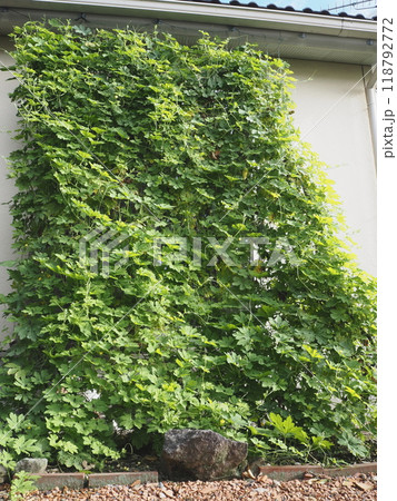 正面から見るゴーヤーのグリーンカーテン 正面から見るゴーヤーのグリーンカーテン 118792772