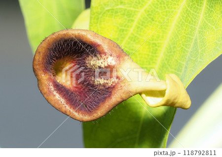 ウマノスズクサの花 118792811
