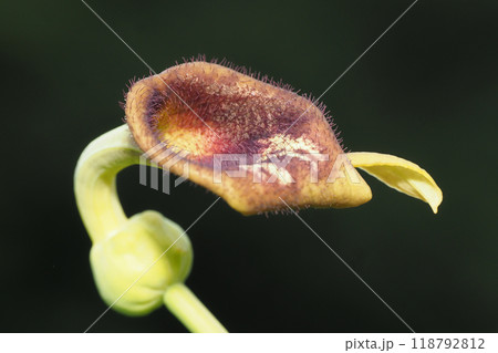 ウマノスズクサの花 118792812