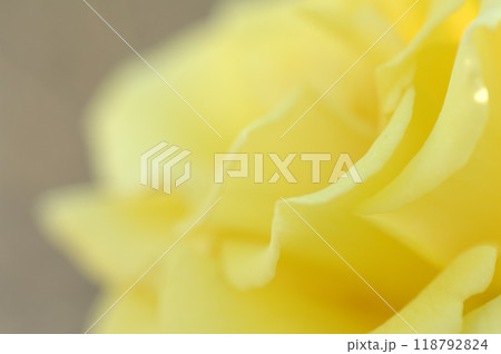 いつか見た薔薇 いつか見た薔薇 118792824