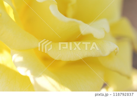 いつか見た薔薇 118792837