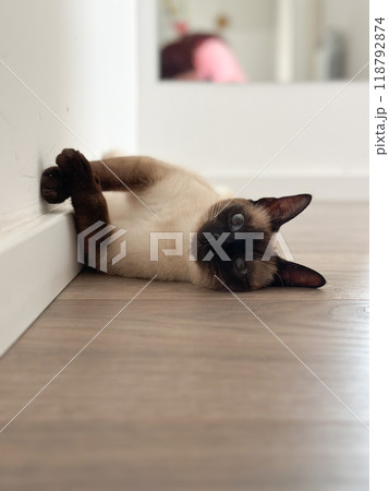 Relaxed Siamese cat lying on its back on a wooden floor against a white wall. Playful pose and serene environment capture a moment of pure feline comfort and tranquility Relaxed Siamese cat lying on its back on a wooden floor against a white wall. Playful pose and serene environment capture a moment of pure feline comfort and tranquility 118792874