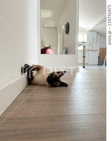Relaxed Siamese cat lying on its back on a wooden floor against a white wall. Playful pose and serene environment capture a moment of pure feline comfort and tranquility Relaxed Siamese cat lying on its back on a wooden floor against a white wall. Playful pose and serene environment capture a moment of pure feline comfort and tranquility 118792875