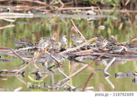 レンコン畑に集まるトウネンの群れ レンコン畑に集まるトウネンの群れ 118792889