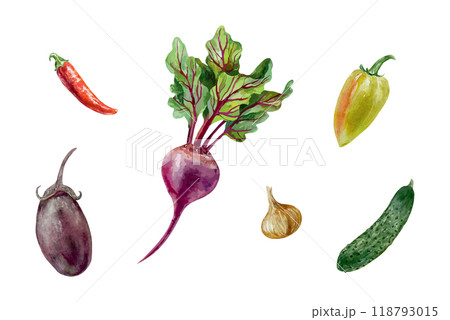 Vegetable set watercolor. Beetroot, eggplant, cucumber, tomato, pepper, onion. Vector illustration. Cards, labels, Harvest and Vegetarian Day banners. 118793015
