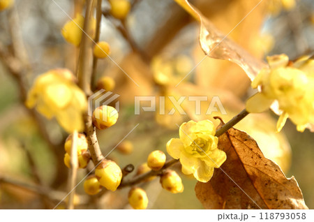 春を告げるロウバイの花 春を告げるロウバイの花 118793058