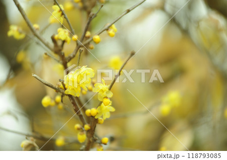 春を告げるロウバイの花 春を告げるロウバイの花 118793085