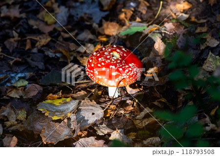 A bright Red mushroom fly agaric, hidden among colorful autumn leaves in a natural outdoor setting 118793508