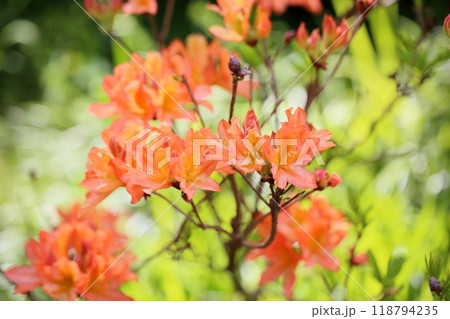 レンゲツツジの花 118794235