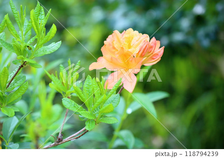 レンゲツツジの花 レンゲツツジの花 118794239