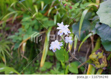 爽やか シャガの花 爽やか シャガの花 118794240