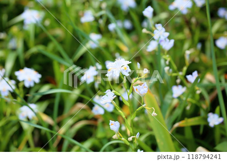 爽やか　シャガの花 118794241