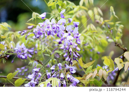 爽やか　フジの花 118794244