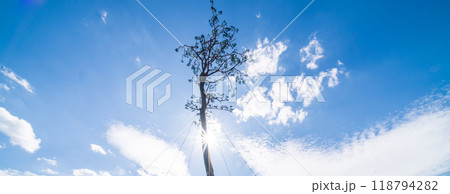 「岩手県」奇跡の一本松・陸前高田市 「岩手県」奇跡の一本松・陸前高田市 118794282