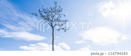 「岩手県」奇跡の一本松・陸前高田市 118794283