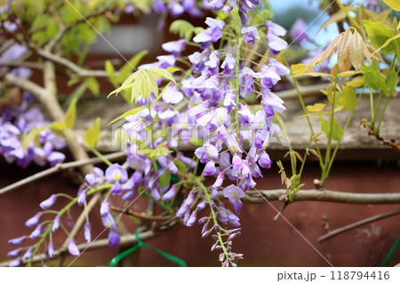 爽やか　フジの花 118794416