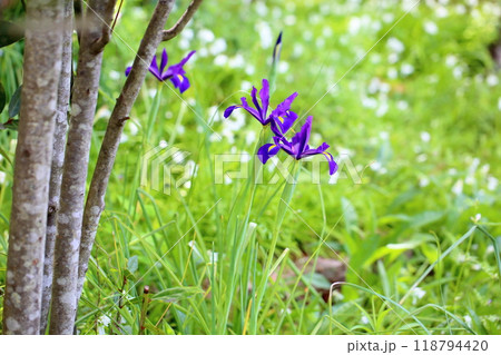 アヤメの花 アヤメの花 118794420