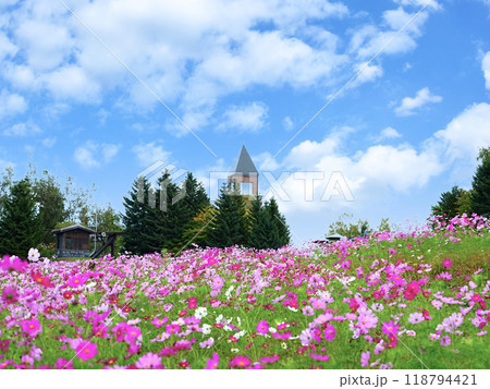 北海道の風景 滝野すずらん丘陵公園のコスモス畑 北海道の風景 滝野すずらん丘陵公園のコスモス畑 118794421